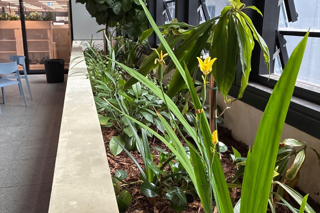Midtown Centre — linear planter bed with feature plants in an interior corridor
